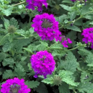 Purple Verbena Plants - 4 Perennial Shrubs - Garden Ready