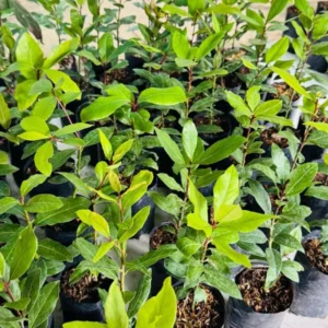 Bay Leaf Plant Live Laurus Nobilis Tree 8-10 Inch Sweet Bay in Pot