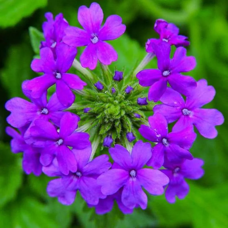 Purple Verbena Plants - 4 Perennial Shrubs - Garden Ready