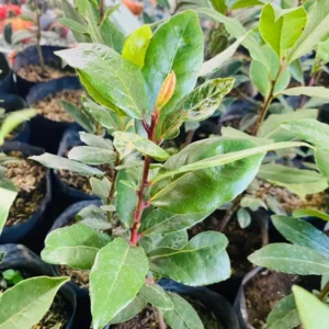 Bay Leaf Plant Live Laurus Nobilis Tree 8-10 Inch Sweet Bay in Pot