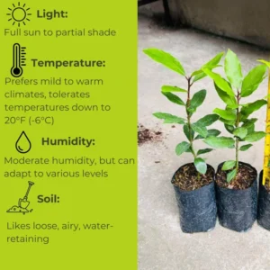 Laurus Nobilis Plant: 14 Inch Sweet Bay Tree Live Plant in Pot