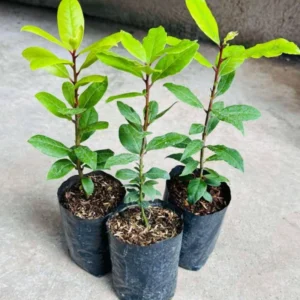 Bay Leaf Plant Live Laurus Nobilis Tree 8-10 Inch Sweet Bay in Pot