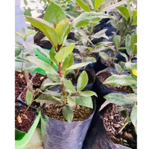 Laurus Nobilis Plant: 14 Inch Sweet Bay Tree Live Plant in Pot