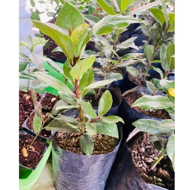 Laurus Nobilis Plant: 14 Inch Sweet Bay Tree Live Plant in Pot