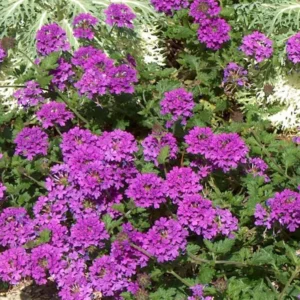 Purple Verbena Plants - 4 Perennial Shrubs - Garden Ready