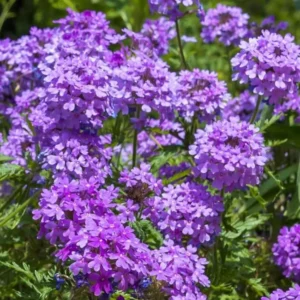 Perennial Purple Verbena Plants - 8 Well Rooted Verbena Bushes No Pot