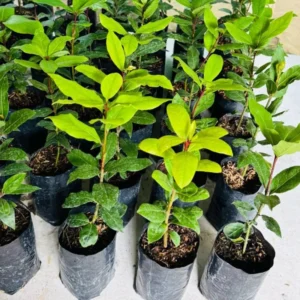 Laurus Nobilis Plant: 14 Inch Sweet Bay Tree Live Plant in Pot