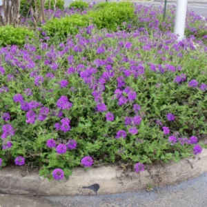 Perennial Purple Verbena Plants - 8 Well Rooted Verbena Bushes No Pot