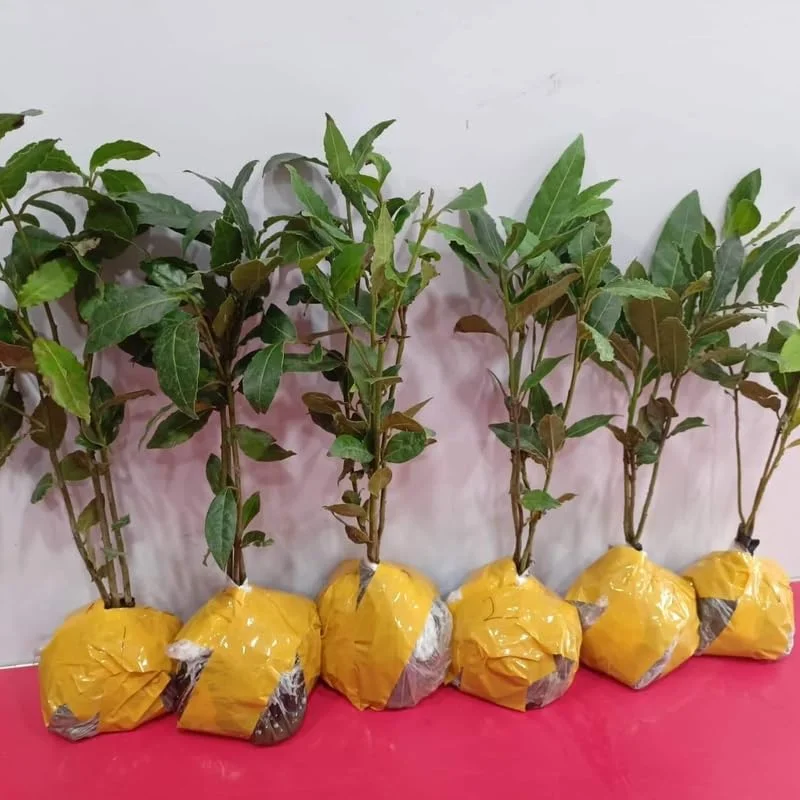 Laurus Nobilis Plant: 14 Inch Sweet Bay Tree Live Plant in Pot