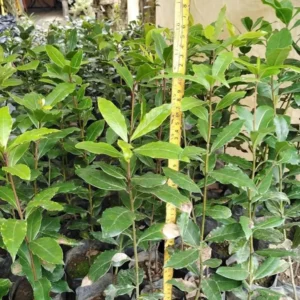 Bay Leaf Plant Live Laurus Nobilis Tree 8-10 Inch Sweet Bay in Pot