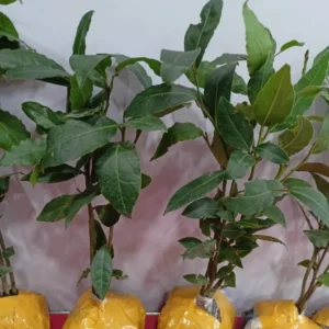 Laurus Nobilis Plant: 14 Inch Sweet Bay Tree Live Plant in Pot