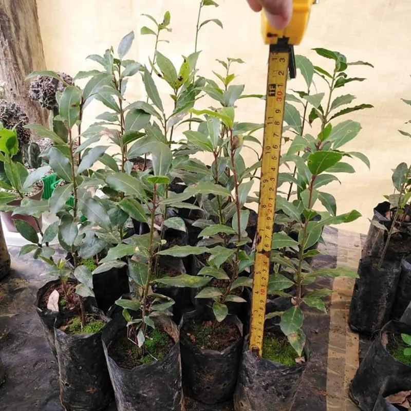 Bay Leaf Plant Live Laurus Nobilis Tree 8-10 Inch Sweet Bay in Pot