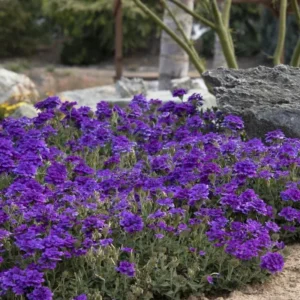 Perennial Purple Verbena Plants - 8 Well Rooted Verbena Bushes No Pot