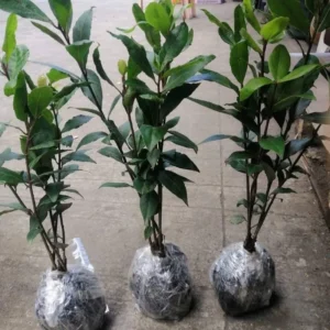 Laurus Nobilis Plant: 14 Inch Sweet Bay Tree Live Plant in Pot
