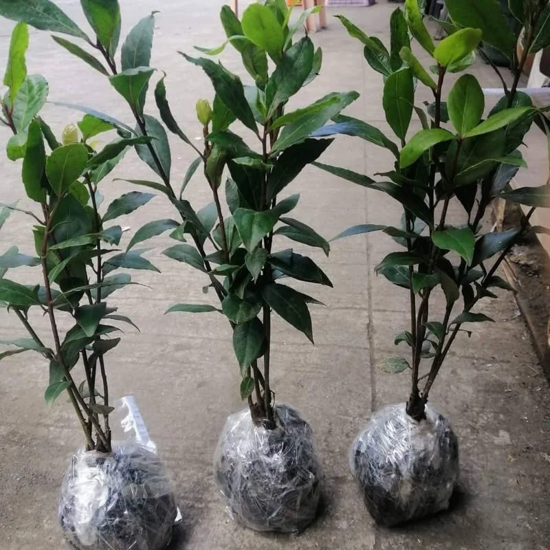 Laurus Nobilis Plant: 14 Inch Sweet Bay Tree Live Plant in Pot