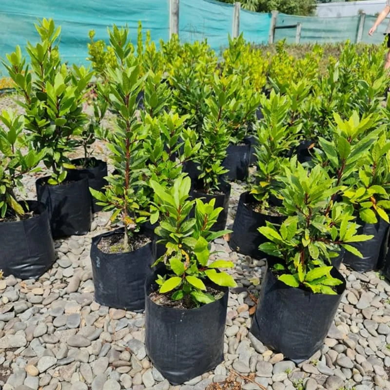 Laurus Nobilis Plant: 14 Inch Sweet Bay Tree Live Plant in Pot