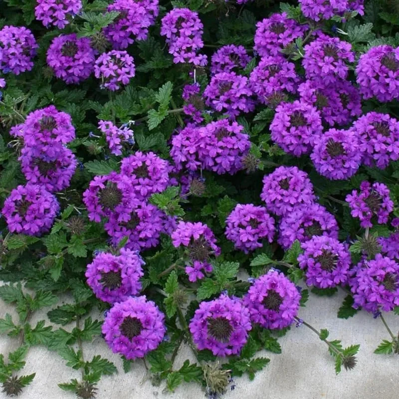 Purple Verbena Plants - 4 Perennial Shrubs - Garden Ready
