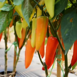 Hot Wax Pepper Plants - Set of 3 Live Plants - 5-10 Inches - No Pot