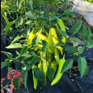 Hot Wax Pepper Plants - Set of 3 Live Plants - 5-10 Inches - No Pot