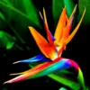 Orange Bird of Paradise Plants Live - Strelitzia Reginae - 6 Inc to 1 Feet Tall - No Pot