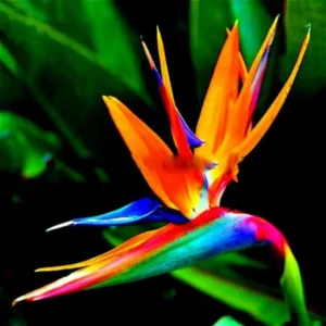 Orange Bird of Paradise Plants Live - Strelitzia Reginae - 6 Inc to 1 Feet Tall - No Pot