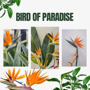 Orange Bird of Paradise Plants Live - Strelitzia Reginae - 6 Inc to 1 Feet Tall - No Pot