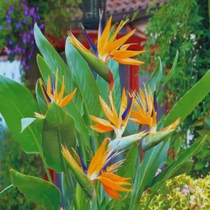 Orange Bird of Paradise Plants Live - Strelitzia Reginae - 6 Inc to 1 Feet Tall - No Pot