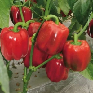Red Bell Pepper Plants Live - Set of 3 Seedlings - 5-10 Inches Tall - Garden Vegetable