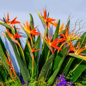 Orange Bird of Paradise Plants Live - Strelitzia Reginae - 6 Inc to 1 Feet Tall - No Pot