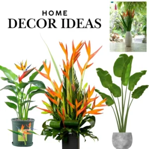 Orange Bird of Paradise Plants Live - Strelitzia Reginae - 6 Inc to 1 Feet Tall - No Pot