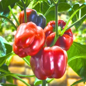 Red Bell Pepper Plants Live - Set of 3 Seedlings - 5-10 Inches Tall - Garden Vegetable