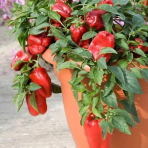 Red Bell Pepper Plants Live - Set of 3 Seedlings - 5-10 Inches Tall - Garden Vegetable