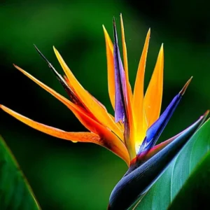 Orange Bird of Paradise Plants Live - Strelitzia Reginae - 6 Inc to 1 Feet Tall - No Pot