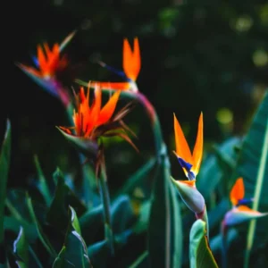 Orange Bird of Paradise Plants Live - Strelitzia Reginae - 6 Inc to 1 Feet Tall - No Pot