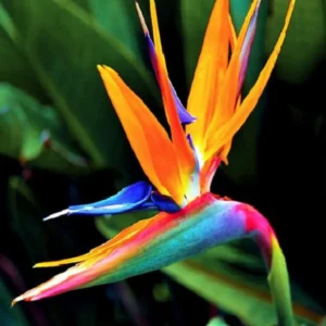 Orange Bird of Paradise Plants Live - Strelitzia Reginae - 6 Inc to 1 Feet Tall - No Pot