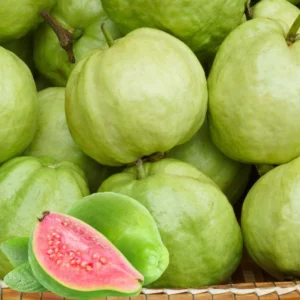 Pink Guava Tree Set - Live Seedlings 4-9 Inches - Sweet Pink Guava Plants