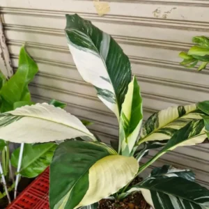 Variegated Peace Lily Plants Set of 2 - Indoor Live Plant with White Flowers