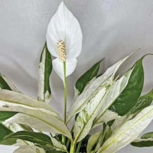 Variegated Peace Lily Plants Set of 2 - Indoor Live Plant with White Flowers
