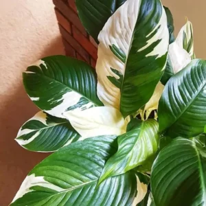 Variegated Peace Lily Plants Set of 2 - Indoor Live Plant with White Flowers