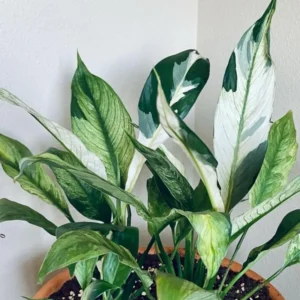 Variegated Peace Lily Plants Set of 2 - Indoor Live Plant with White Flowers