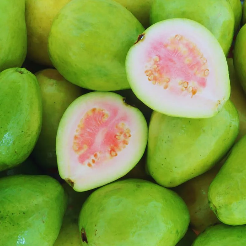 Pink Guava Trees - Set of 3 Live Sweet Pink Guava Fruit Seedlings