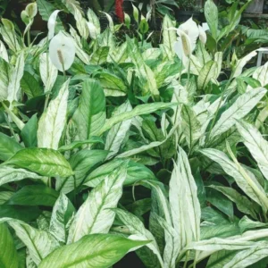 Variegated Peace Lily Plants Set of 2 - Indoor Live Plant with White Flowers