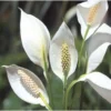 Variegated Peace Lily Plants Set of 2 - Indoor Live Plant with White Flowers