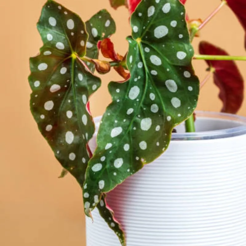 Polka Dot Begonia Angel Wing Plants - Live Begonia Maculata - 4-8 Inch Tall Outdoor Plant