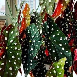Polka Dot Begonia Angel Wing Plants - Live Begonia Maculata - 4-8 Inch Tall Outdoor Plant