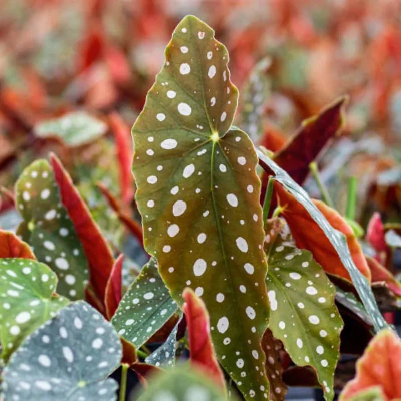 Polka Dot Begonia Angel Wing Plant Combo - Live Begonia Maculata - 4-8 Inch Tall