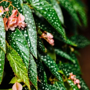Polka Dot Begonia Angel Wing Plant Combo - Live Begonia Maculata - 4-8 Inch Tall