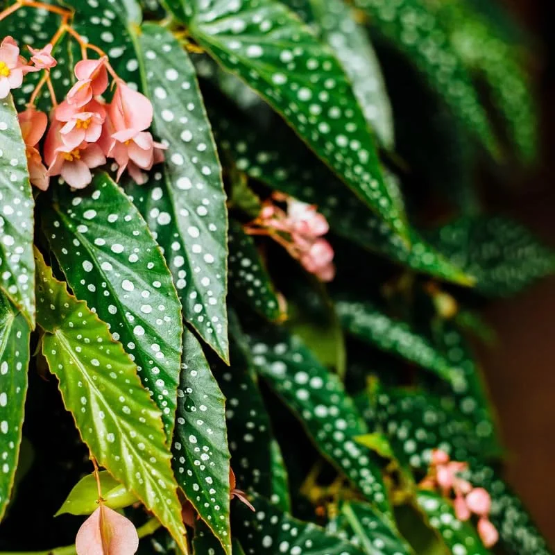 Polka Dot Begonia Angel Wing Plant Combo - Live Begonia Maculata - 4-8 Inch Tall