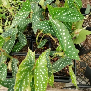 Polka Dot Begonia Angel Wing Plant Combo - Live Begonia Maculata - 4-8 Inch Tall