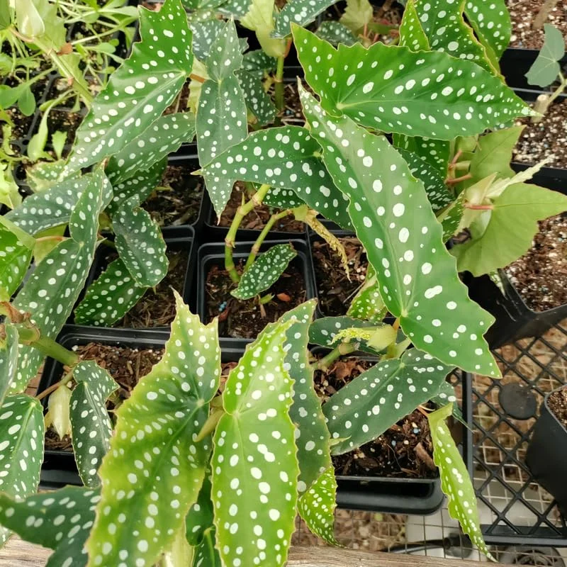 Polka Dot Begonia Angel Wing Plant Combo - Live Begonia Maculata - 4-8 Inch Tall